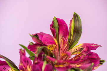 Alstroemeria blooms with lavender background