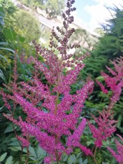 Obraz premium beautiful fluffy purple and pink blooming Astilbe flowers on a flower bed on a sunny summer day. Natural Wallpaper