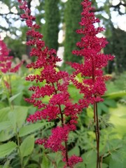 a delicate beautiful rare blooming red fluffy Astilbe on a blurry background of a flower bed. Floral Wallpaper	