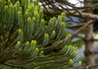 Araucaria leaf, brazilian pine tree