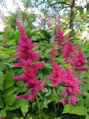 beautiful fluffy purple and pink blooming Astilbe flowers on a flower bed on a sunny summer day. Natural Wallpaper