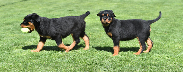 a beautiful puppy rottweiler