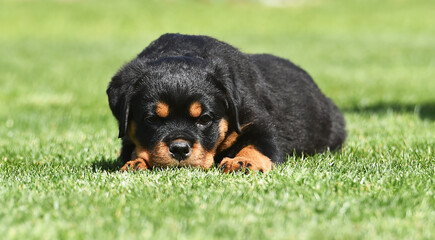 a beautiful puppy rottweiler