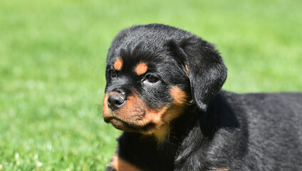 a beautiful puppy rottweiler