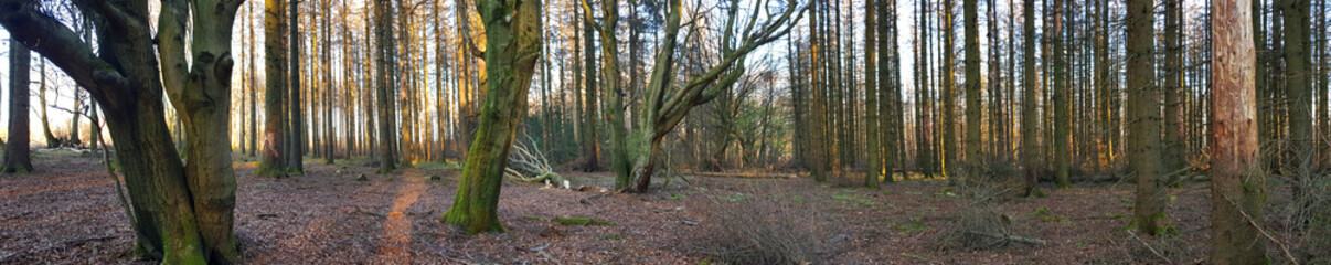 forest in the morning