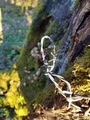 barbed wire fence in the forest