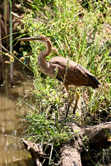 Purple Heron, Kruger National Park, South Africa