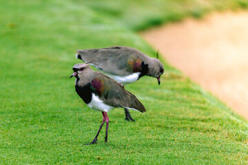 quero-quero ou abibe-do-sul