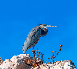 great blue heron perched on rock cliff at Corona Del Mar beach in Newport Beach in California on a sunny day
