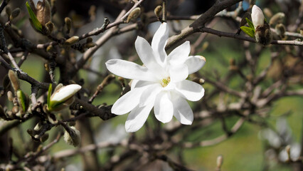 a close white magnolia flower blooms on a tree in spring. side view. nature