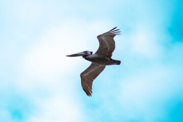 pelican in flight