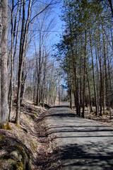 A spring walk in the Canadian forest in the province of Quebec