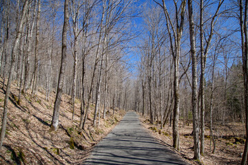 A spring walk in the Canadian forest in the province of Quebec