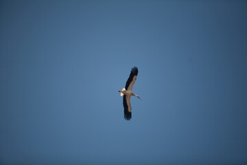 The stork soars in the blue sky