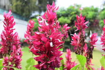 pink and white flowers