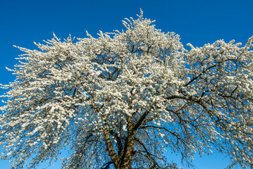 Das Geäst eines blühenden Kirschbaums im Frühling mit weißen Blüten vor blauem, wolkenlosem...