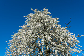 Das Geäst eines blühenden Kirschbaums im Frühling mit weißen Blüten vor blauem, wolkenlosem...