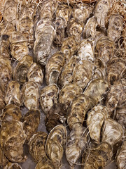 Oysters in shells lie on ice