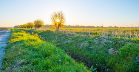 Trees along an agricultural field in bright sunlight at sunrise below a blue sky in springtime, Almere, Flevoland, The Netherlands, April 17, 2022 - obrazy, fototapety, plakaty