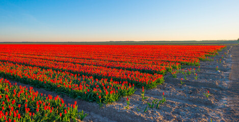 Colorful flowers in an agricultural field in sunlight at sunrise below a blue sky in springtime,...