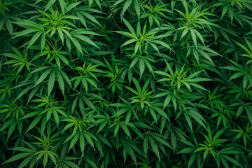 marijuana leaves wallpaper