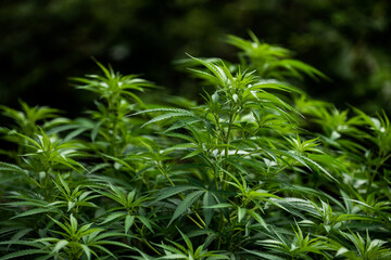 marijuana leaves green plant
