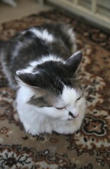 Isolated black and white cat on the floor kitten cute animal no people