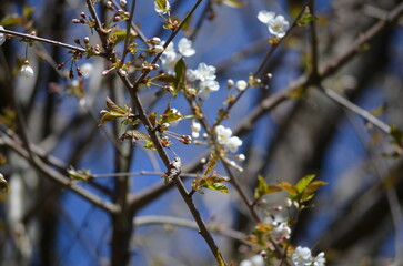 Frühling