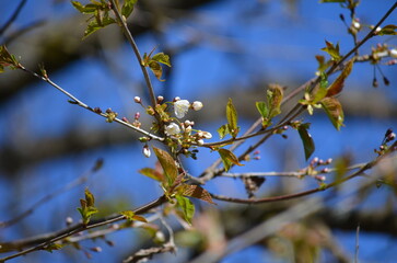 Frühling