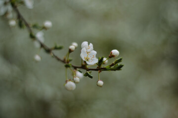flowering tree .macro shot of nature