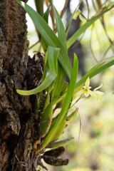 Obraz premium Orchid on Tree