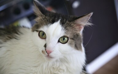 Closeup portrait of a cat pet kitten