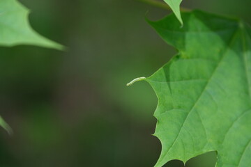 caterpillar on a leaf