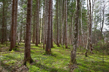 View in a forest in the Jura department