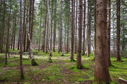 View in a forest in the Jura department