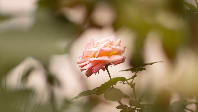 Rosa con marco natural