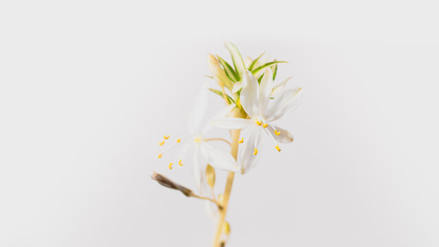 Flor en fondo blanco en clave alta 