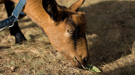 Alpine goat. A young female eats leaves. A pet on the pasture.