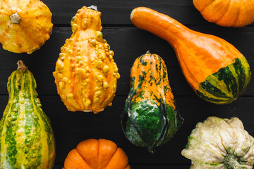 Ornamental Pumpkins, Gourds and Squash