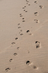Fototapeta na wymiar Footprints and pawprints in the sand on the beach.