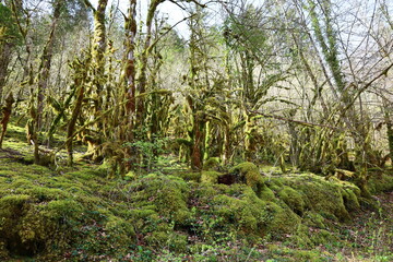 View on a forest in the Palma