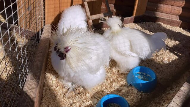 Two chinese silk aboriginal (fluffy) chicken small white sit in a closed cage with wood shavings and water.