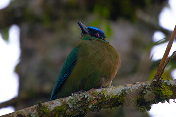 A beautiful photo of a unique tropical baranquero bird, mot mot, yellow in color with green wings, red eyes, a blue cap and a black mask, sitting on a branch