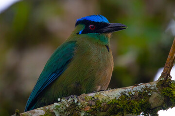 	
A beautiful photo of a unique tropical baranquero bird, mango shape, yellow in color with green wings, red eyes, a blue cap and a black mask, sitting on a tree branch