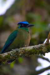 	
A beautiful photo of a unique tropical baranquero bird, mango shape, yellow in color with green wings, red eyes, a blue cap and a black mask, sitting on a tree branch