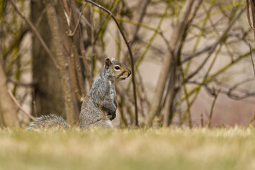 Portrait of a grey squirrel. Photo taken in Richmond Hill, Ontario, Canada.
