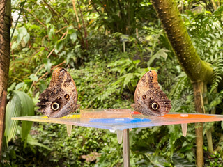 Tropical butterflies eat sweet syrup from a feeder