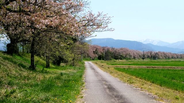 桜吹雪　桜の花が舞うさくら並木道の神流川さくら堤
