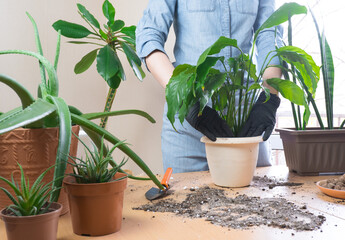 Spring houseplant care, houseplant transplant. A woman at home transplants a plant into a new pot....