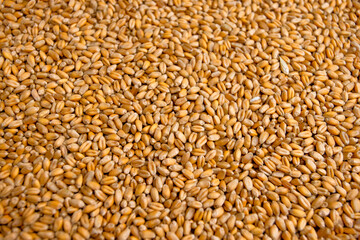 Wheat grain background . Export ban, embargo on wheat and flour supplies to Europe , Asia and Africa, famine and crisis